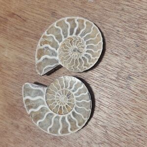 Ammonite Fossil Halves – Polished Interior GS